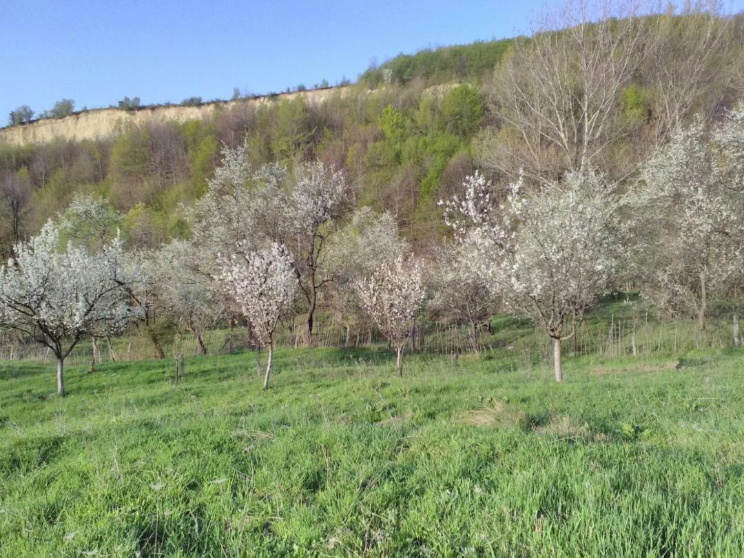 Poienari Cottage Poe מראה חיצוני תמונה