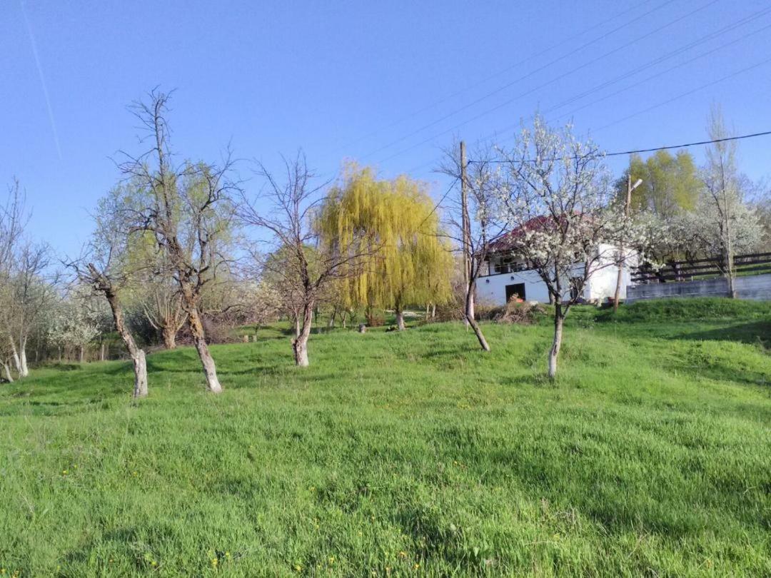 Poienari Cottage Poe מראה חיצוני תמונה